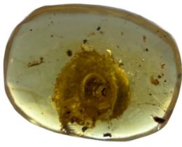 AN EXCEPTIONALLY RARE SNAIL FOSSIL IN AMBER A very rare specimen of a freshwater snail in dinosaur-