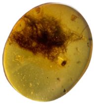 EXCEPTIONALLY RARE ANIMAL HAIR FOSSIL IN AMBER Unidentified animal hair from the age of the
