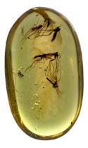 A MOSQUITO SWARM IN AMBER Mosquito swarm in dinosaur-aged Burmese amber. From the mines of Kachin,