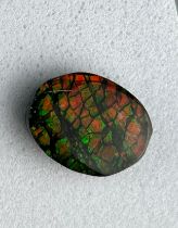AN AMMOLITE GEMSTONE FOSSIL SHELL OF AN AMMONITE (PLACENTICERAS MEEKI) From Canada, Cretaceous circa