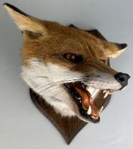 A TAXIDERMY FOX MASK MOUNTED ON A SHIELD BY TONY ARMISTEAD