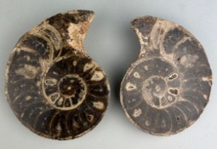 A CUT AND POLISHED AMMONITE FOSSIL A large ammonite from the Atlas Mountains in Morocco. This