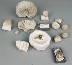 A LARGE COLLECTION OF CHALK FOSSILS, To include an ammonite and starfish.