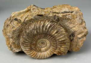 PARKINSONI SP CALCITE AMMONITE, Jurassic, Burton, Bradstock. The actual ammonite measuring 7cm x