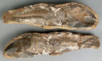 A FOSSIL FISH POSITIVE/NEGATIVE STONE, This stone was split open to reveal a complete fossil fish.