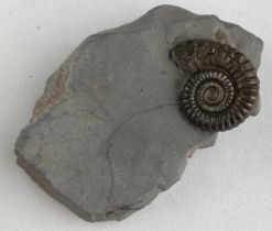 A GOLDEN AMMONITE FOSSIL FROM DORSET, Matrix 5cm x 3.5cm This ammonite fossil is preserved in