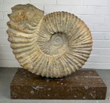 A LARGE MOROCCAN AMMONITE MOUNTED ON FOSSILISED MARBLE STAND, Purchased from Harrods, London.