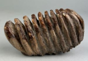 A SCARCE FOSSILISED TOOTH FROM AN EXTINCT ELEPHANT (STEGODON) FROM JAVA A very well-preserved fossil
