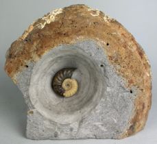 AMMONITE FOSSIL FROM DORSET, 30cm x 24cm This ammonite fossil comes from the famous Jurassic Coast