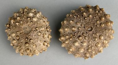 A PAIR OF FOSSIL SEA URCHINS From the Island of Flores, Indonesia. Miocene - 5-10 Million years old.