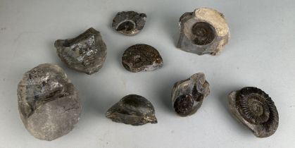 A COLLECTION OF AMMONITE FOSSILS FROM ENGLAND A collection of Ammonite fossils from Yorkshire,