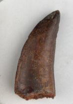 A LARGE AFRICAN T REX DINOSAUR TOOTH FOSSIL (CARCHARODONTOSAURUS SAHARICUS), 7.5cm x 3cm Some of the