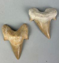 TWO MOROCCAN SHARK TEETH (2), Largest 6cm L