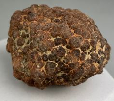 A DINOSAUR ‘COPROLITE’ OR FOSSIL POO FROM UTAH, 8cm x 6cm A dinosaur coprolite or ‘fossil poo’