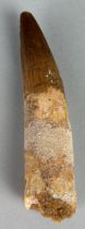 A SPINOSAURUS DINOSAUR TOOTH FOSSIL, 9cm L A large example of a Spinosaurus Dinosaur Tooth Fossil