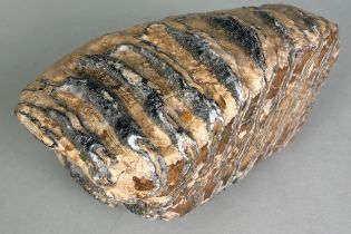 A FOSSILISED WOOLLY MAMMOTH TOOTH