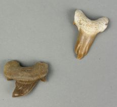 TWO RARE DEFORMED SHARKS TEETH, MOROCCAN (2)