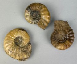 A COLLECTION OF CALCITE 'SCUNNIE' AMMONITES FROM SCUNTHORPE (3) Largest 5cm