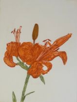 NORMAN STEVENS (1937-1988) 'FIRST LILY', Aquatint, signed by the artist in pencil and dated 1979,