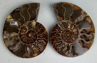 A CUT AND POLISHED AMMONITE, 13cm x 10cm