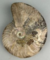 AN OPALISED CLEONICERAS AMMONITE FOSSIL, 13cm x 10cm Ammonite From the Majunga Basin, Madagascar.