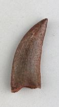 AFRICAN T REX DINOSAUR TOOTH FOSSIL (CARCHARODONTOSAURUS SAHARICUS), 4.8cm x 2cm Some of the largest