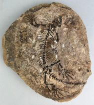 A COMPLETE FOSSILISED REPTILE BARASAURUS BESAIRIEI, 25cm x 23cm Barasaurus is an extinct genus of