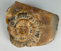 AN AMMONITE MICRODEROCERAS BIRCHI IN CALCITE FROM LYME REGIS , With cut base. 19cm x 15cm x 7cm