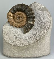 A LARGE FREESTANDING AMMONITE FOSSIL FROM DORSET, 13cm x 12cm This ammonite fossil comes from the