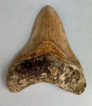 A LARGE FOSSILISED MEGALODON SHARK TOOTH, 10cm x 9cm From Java, Indonesia. Miocene circa 5-10