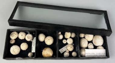 A COLLECTION OF VARIOUS ECHINOIDS FROM AN OLD COLLECTION, Wilmington, Devon.