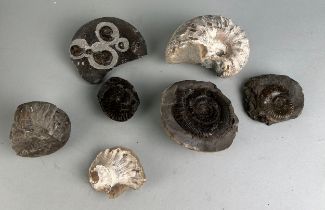 A COLLECTION OF AMMONITE FOSSILS FROM ENGLAND, A collection of Ammonite fossils from Yorkshire,
