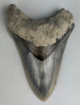 A LARGE FOSSILISED BLACK MEGALODON SHARK TOOTH, 12.5cm x 7.5cm From Java, Indonesia. Miocene circa