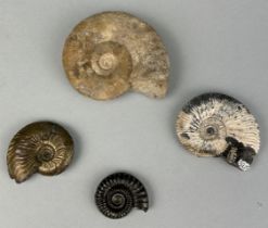 A COLLECTION OF BRITISH AMMONITES (4)