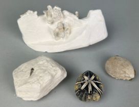 A COLLECTION OF FOSSIL CHALK FROM SUSSEX (4), Largest 13cm x 6cm