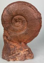 A LARGE RED AMMONITE, Circa 240 million years old