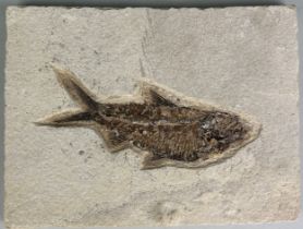 A FISH FOSSIL FROM WYOMING, A very well preserved fish fossil in a slab of limestone from Wyoming,