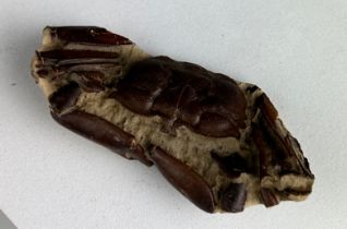 A CRAB FOSSIL, 7cm x 3cm An exceptionally well-preserved crab fossil from China. From an old British