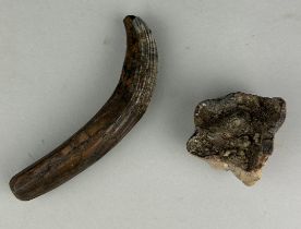 A FOSSIL HIPPOPOTAMUS TUSK AND TOOTH, Tusk 11cm L A well-preserved tusk and molar tooth of an