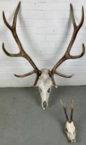 A LARGE PAIR OF ANTLERS ALONG WITH ANOTHER SMALLER (2) Largest 107cm x 60cm