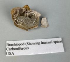 THE INTERNAL STRUCTURE OF A BRACHIOPOD, From the USA