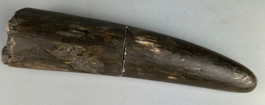 A LARGE STEGODON ELEPHANT TUSK FOSSIL FROM JAVA, 33cm x 8cm A large and very rare extinct fossil