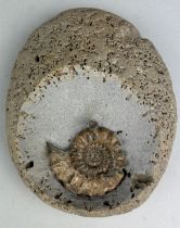AN AMMONITE FOSSIL FROM DORSET, This ammonite fossil has many defensive spines on its shell and
