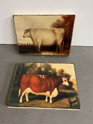 Two small canvas prints of bulls/cows
