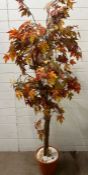 A faux Acer in a pot, autumnal colours (H200cm)