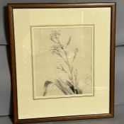 A pencil drawing of an orchid, unsigned. 24cm x 28cm.