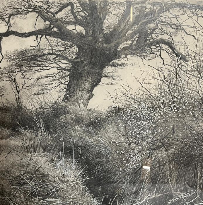Martin Taylor (B 1954-) Tree Spirit into Spring March 1990 in pencil, signed bottom left. 62cm x - Image 2 of 4