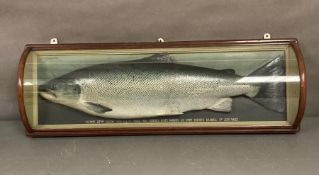 A large cased plaster cast salmon with in a barrel fronted glazed mahogany case inscribed "Salmon 22
