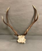A set of wall hanging antlers