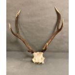 A set of wall hanging antlers